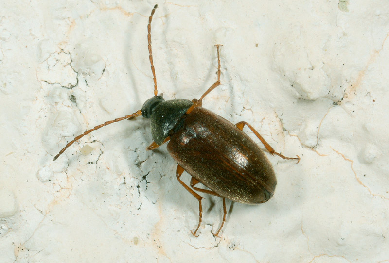 Tenebronidae (Isomira sp) da det.